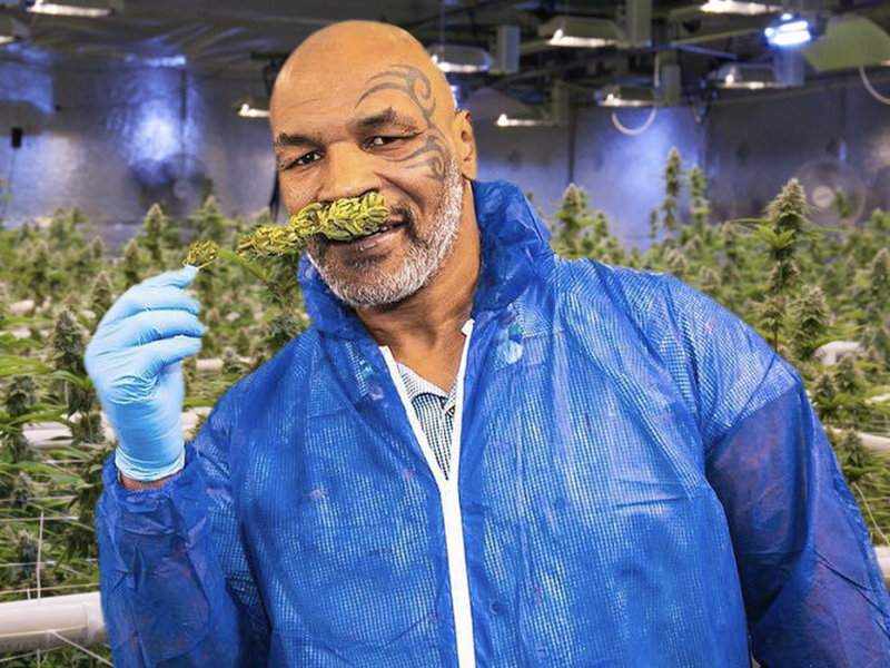 el exboxeador mike tyson ahora es productor de marihuana legal el exboxeador mike tyson ahora es productor de marihuana legal