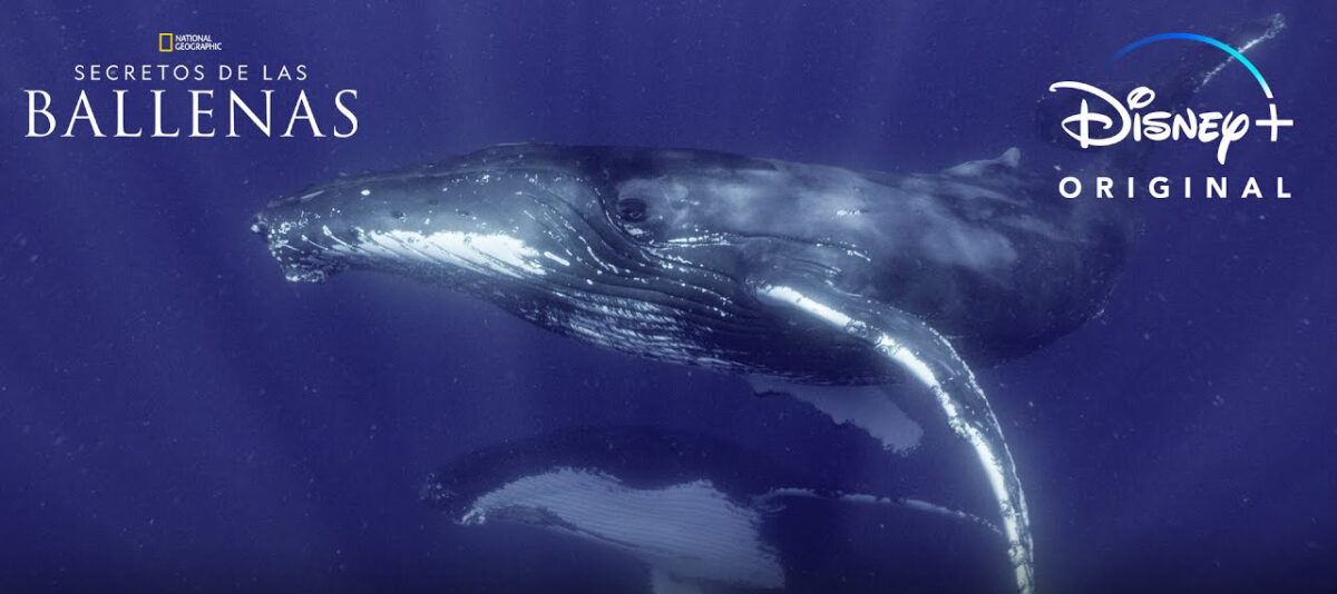 disney estrena los secretos de las ballenas los secretos de las ballenas james cameron disney