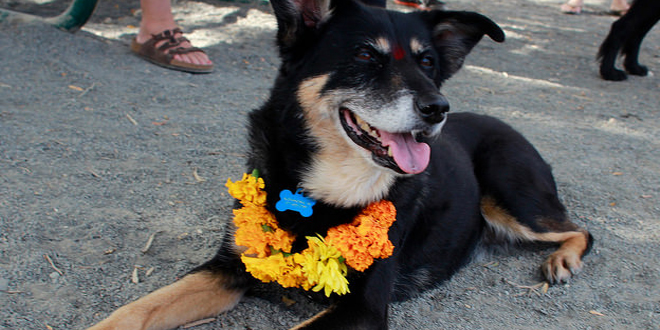 kukur tihar el festival en honor a los perros tihar6 1