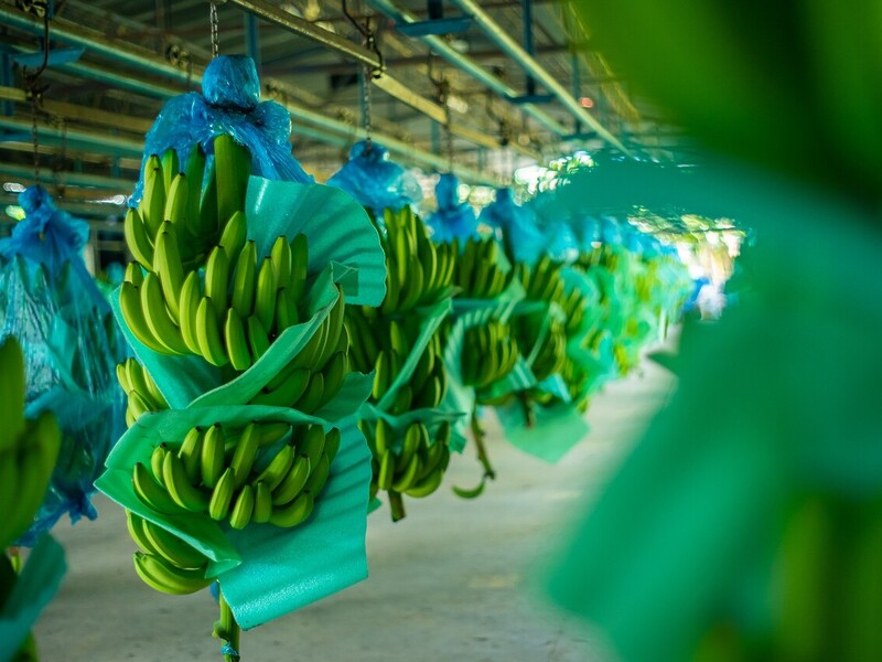 Más allá del cultivo: cómo las empresas bananeras transforman el bienestar en Urabá